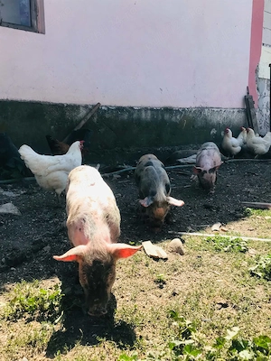 Porci   purcei de vanzare - imagine 2