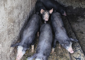 Purcei 12 săptămâni rasa Duroc-pietrain  - imagine 4