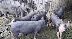 Purcei 12 săptămâni rasa Duroc-pietrain  - imagine 2