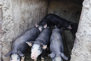 Purcei 12 săptămâni rasa Duroc-pietrain 
