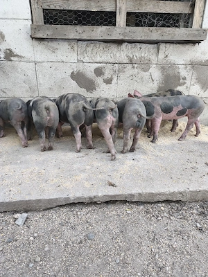 Scroafa cu purcei de 6 Saptamani
