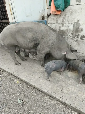 Scroafa cu purcei de 6 Saptamani - imagine 4