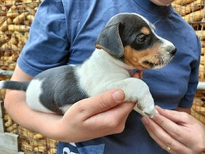 Jack Russel Terrier 