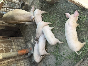 Vând 5 porci de  2luni Scortaru Vechi - imagine 2