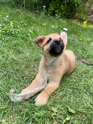 Catei husky mallinois 