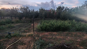 Casa de familie in Batania, la 20 km de Arad - imagine 4