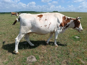 Vând vaca red holstein 