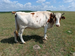 Vând vaca red holstein  - imagine 2
