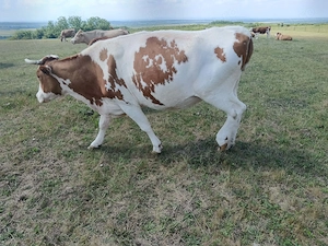 Vând vaca red holstein  - imagine 2