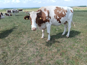 Vând vaca red holstein 