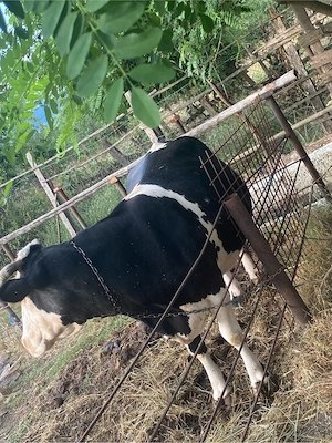  Vaca holstein de vanzare, gestatie 8 luni - imagine 5