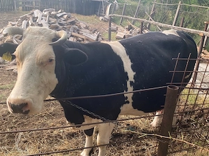 Vaca holstein de vanzare, gestatie 8 luni - imagine 3