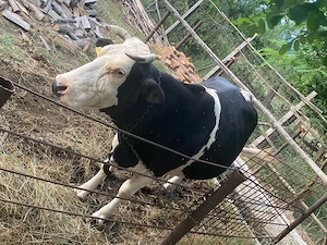  Vaca holstein de vanzare, gestatie 8 luni - imagine 4