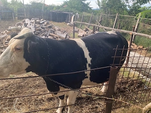  Vaca holstein de vanzare, gestatie 8 luni - imagine 2