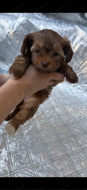 Pui bichon maltez-6 saptamani (de adoptat) - imagine 3