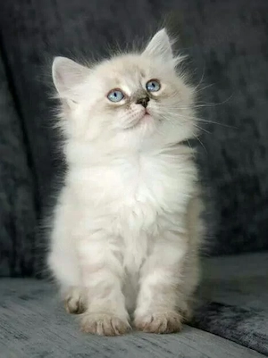 Ragdoll băieței și fetițe 