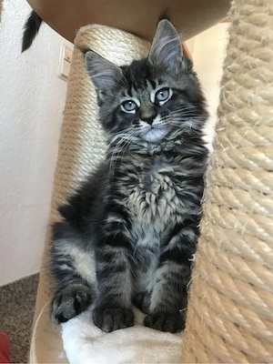 Maine coon