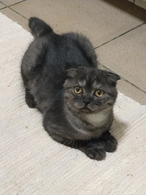 Pisoiasi scottish fold short hair - imagine 5