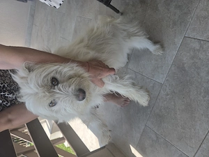 Catel de 1 anisor spre adoptie