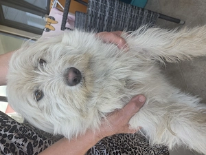 Catel pentru adoptie - imagine 3