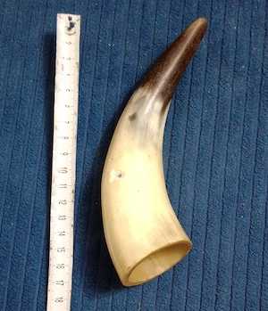 Corn de taur sau bivol 17 cm. cu ciobitura mica