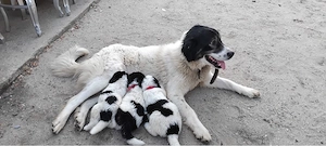 catei Ciobanesc de Bucovina - imagine 3