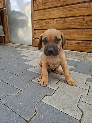 Pui Presa Canario