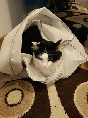Cat sitter. Ingrijire pisici