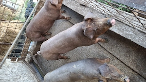 Vând grasuni duroc