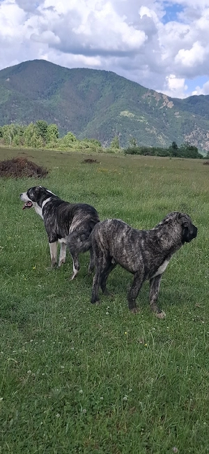 Ciobanesc de Asia Centrală 