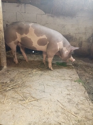 vand porci - imagine 5