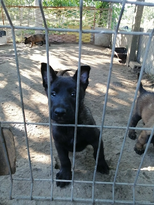 Căței ciobănesc belgian malinois 