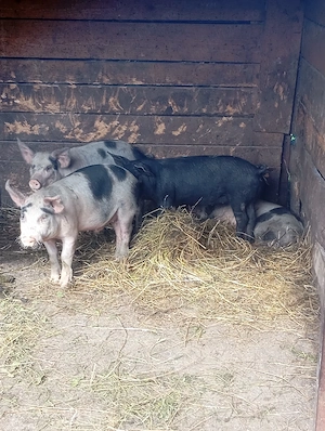 purcei de vânzare 