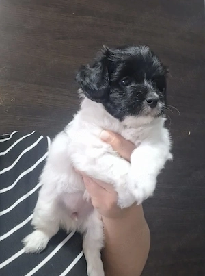 Bichon Havanez talie mică  - imagine 3