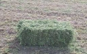 vind baloți de lucernă 