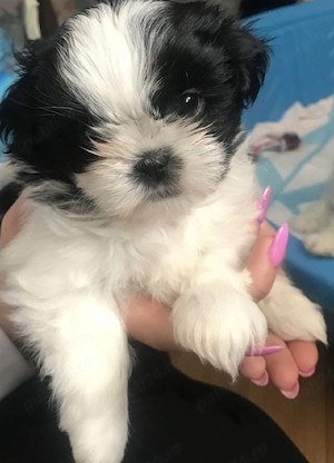 Bichon Havanez 