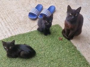 Pisicute spre adoptie - imagine 5