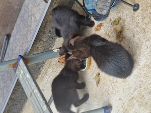 Pisicute spre adoptie - imagine 4