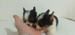yorkshire terrier biewer - imagine 3