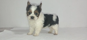 yorkshire terrier biewer - imagine 4