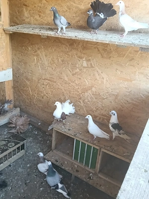 Porumbei voltați  - imagine 2