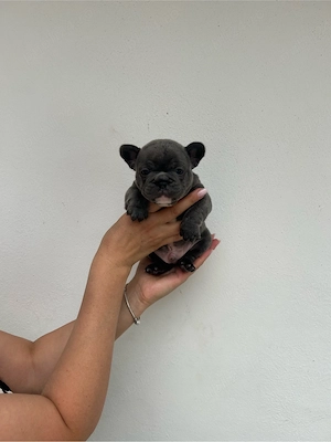 Bulldog francez blu