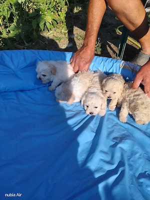 Animale de companie