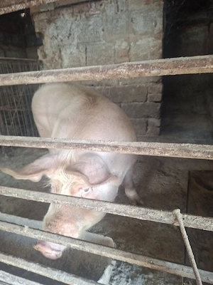 porc de vânzare 