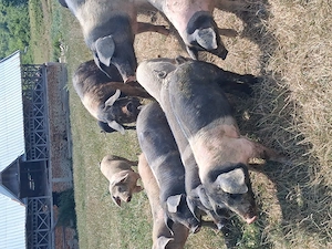Porci purcei de vanzare