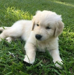 Golden Retriever 