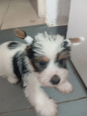 Yorkshire mini și beawer de vânzare 