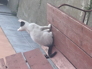 Motan simpatic isi cauta stapan nou (ADOPTIE) - imagine 2