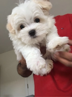 Bichon mini toy 
