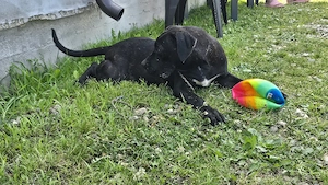 Femela presa canario - imagine 2